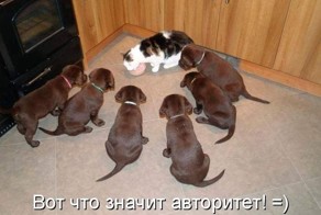 Кошки и собаки. Подборка смешных фотографий