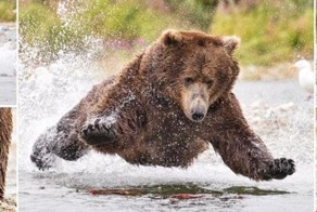 Невероятный полет медведя во время охоты на лосося