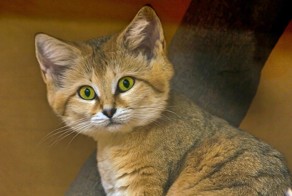 10 классных диких кошек, о которых мало кто знает