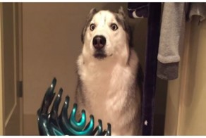 Хаски очень пугается зажима для волос