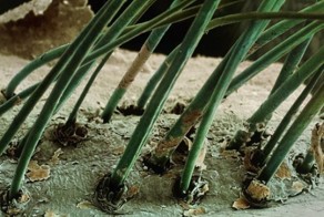 35 фотографий под микроскопом