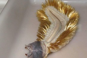 Знакомство с антарктической полихетой