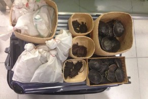 Самые странные находки службы безопасности в аэропортах