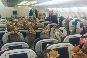 Саудовский принц купил каждому из своих 80 соколов по билету на самолет