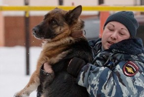 В Челябинске спасли служебную собаку, отравившуюся наркотиками во время обыска притона