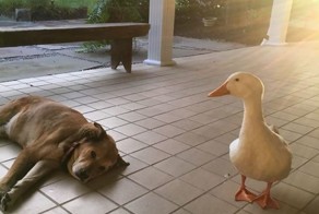 Утка спасла пса от тоски