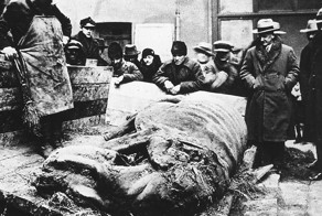 Находка туши шерстистого носорога  в 1929 году