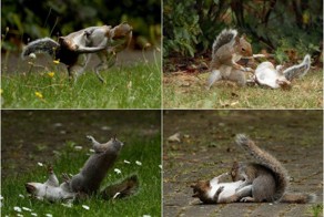 Эпическая схватка двух белок