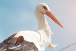 22 года назад человек серьёзно ранил его "жену"