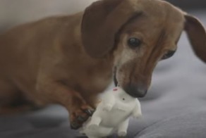 Чувство ностальгии присуще не только людям:  воссоединие собаки со своей любимой игрушкой, потерянной пять лет назад