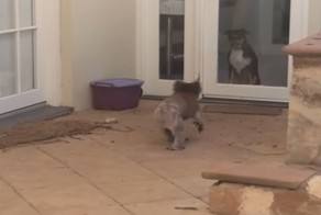 Обычный день в Австралии: коала пришла подружиться с собакой