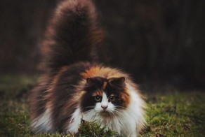 Коты огромные, но добродушные