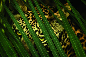  Женский взгляд в фотографии