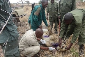 Львы не бросили своего сородича в беде