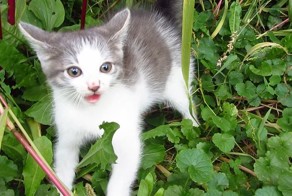Дикий котенок впервые видит человека