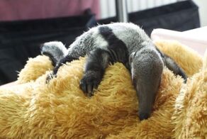  Плюшевый медведь стал новой мамой для маленькой самки муравьеда 