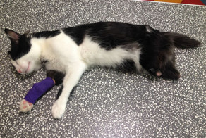 Кот по имени Пух получил новые лапы после ДТП