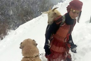 Девочка с собакой спасли козу с новорожденным козленком