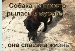 Собака не просто рылась в мусоре – она спасала жизнь