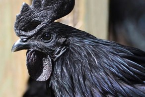 В Индонезии живет черный петух, у которого даже мясо черное