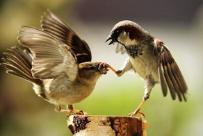 Воробьи. Интересные факты 