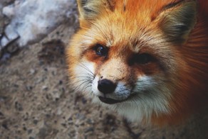 Самое пушистое место на Земле: деревня лис в Японии