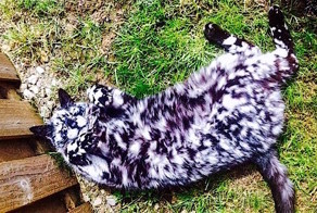  Коты-чемпионы по необычности окраса