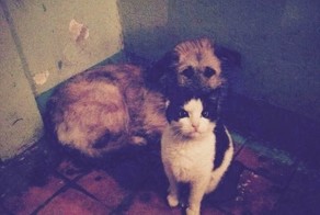 Кошка, взявшая шефство над собакой в Таганроге 