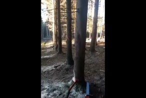 Быстрая вырубка леса с эффектом домино 