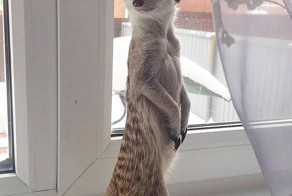 Пермский сурикат Сёма