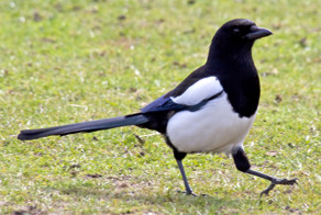 Сорока, то что вы о ней не знали