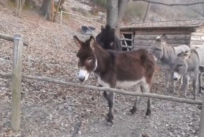 Умный ослик пришел на помощь товарищам
