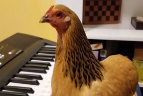 Курица "научилась" играть на синтезаторе