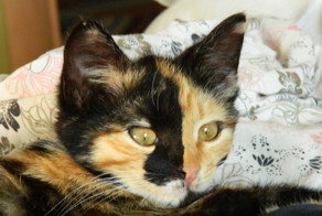 Моя семья и другие животные