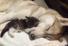 Хаски Лило выходила бездомного котёнка