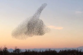Cтая скворцов движется как единый организм, чтобы не стать добычей сапсана
