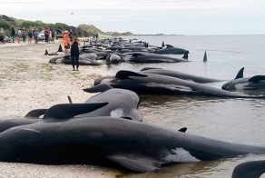 Массовое самоубийство: 400 китов выбросились на берег Новой Зеландии