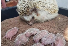 Интересные факты о ежах