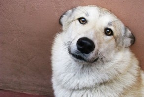 На Алтае собака согревала брошенного на морозе ребенка