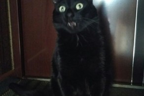 Кот веганов