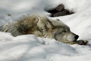  Бездомная собака спасла жизнь мужчине, всю ночь согревая его в зимнем лесу