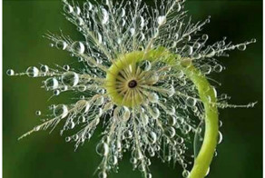  Жизнь вблизи - красота и геометрия природы