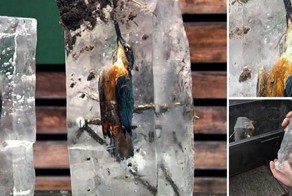  Два зимородка вмерзли в лед