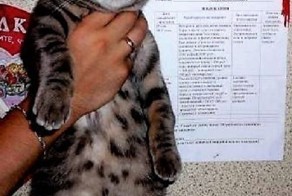 Дисциплинарная практика для котов