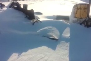 Собаку в будке засыпало снегом