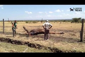 Спасение жирафа, запутавшегося в колючей проволоке