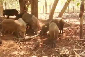 Свиньи растерзали питона, который съел их поросенка