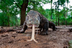 Тень динозавров. комодский дракон — самая крупная ящерица современности