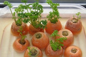 Овощи, которые можно с лёгкостью выращивать дома