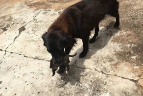 Родом из мусорного бака